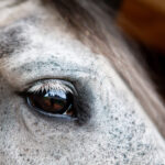 Grey Horse, Kind eye