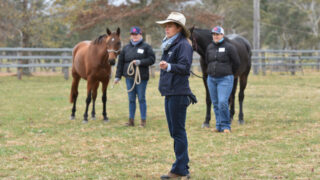 Host a Wild Horsemanship Clinic