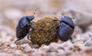 Dung beetles